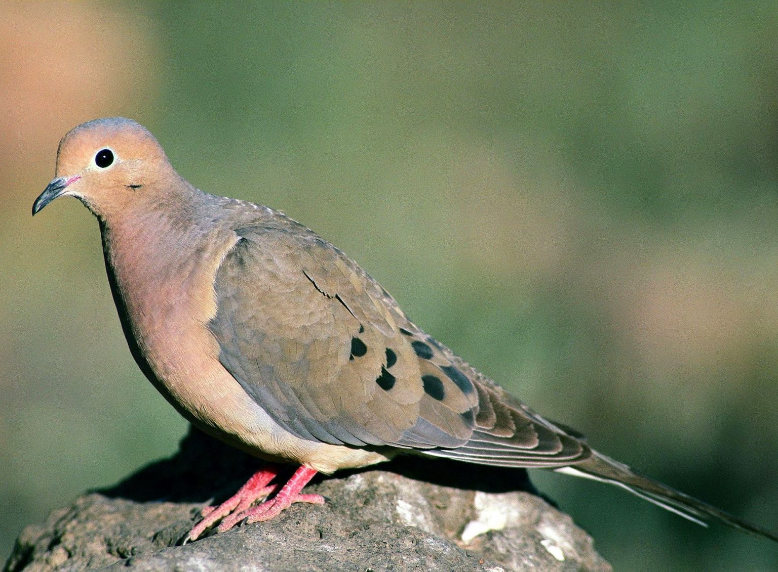 mourning dove sound