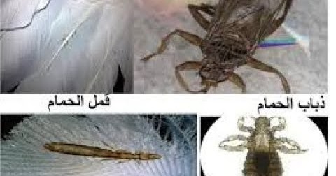 علاج حشرات الحمام ( السلي - الفاش - ذباب الحمام - سوس الريش - قمل الحمام )