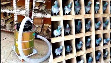 كيفية تنظيف طيور الحمام و اهميته لتفادي مرضها بطرق إحترافية !